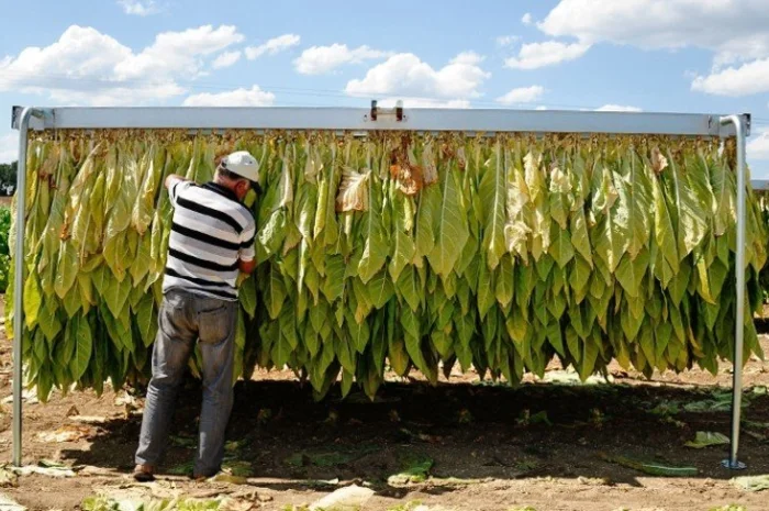 Залишилося мало! Самосад, сільська махорка- фото № 1