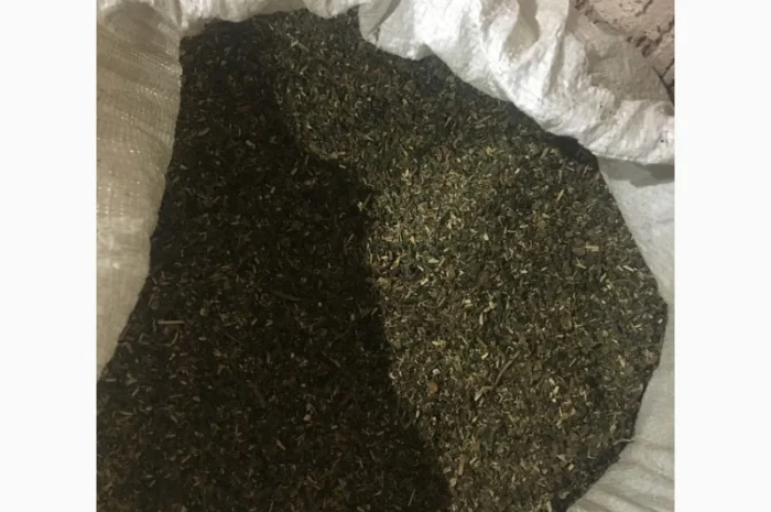 Продается домашний табак самосад 1 кг- фото № 1