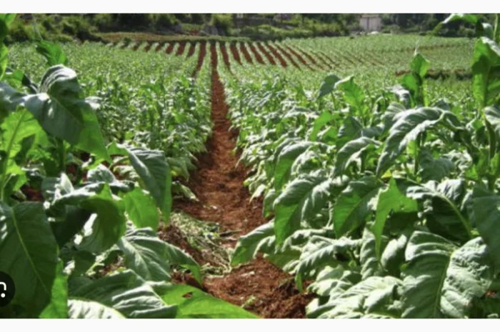 Табак средней крепости разных сортов в продаже- фото № 1