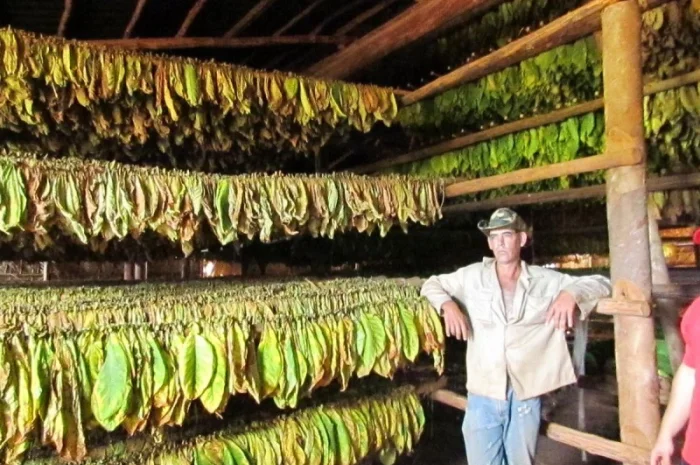 Махорка-Самосад - высококачественный табак- фото № 1