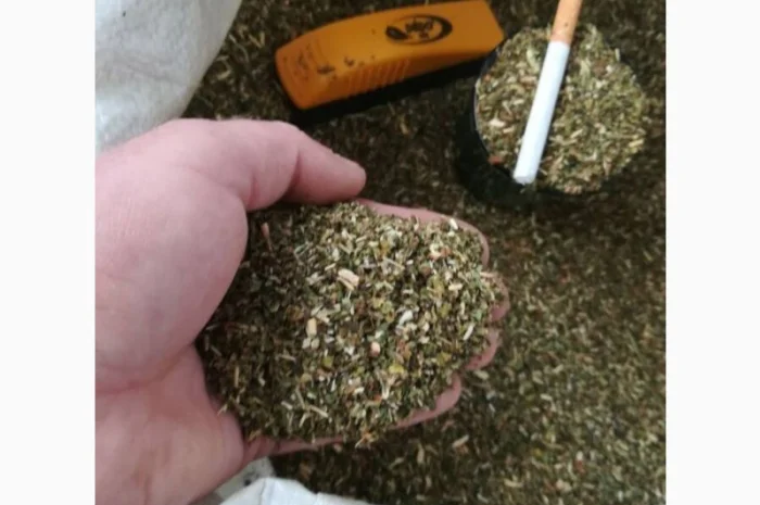 Продажа качественной махорки урожая 2025 года- фото № 1