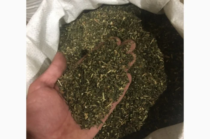 Крепкая махорка 2025 года- фото № 1