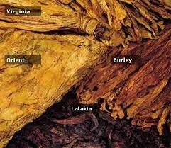 Тютюн сорт Вірджінія і БЕРЛІ оптом и в розницу - заводской тютюн- фото № 5