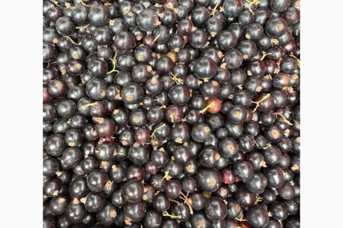 Продается мороженая черная смородина- фото № 1