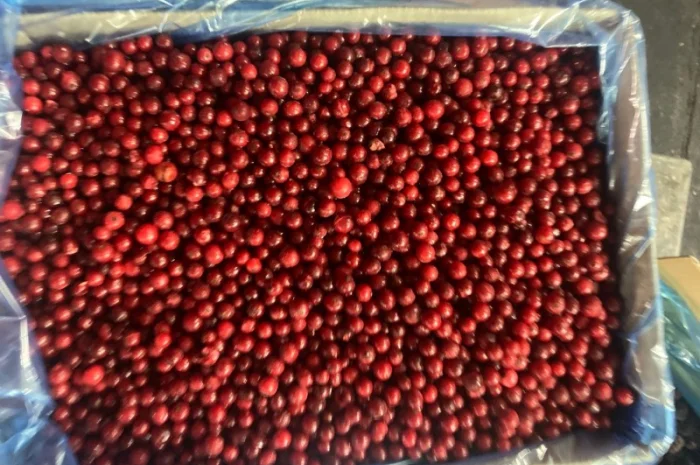 Продається червона смородина- фото № 1