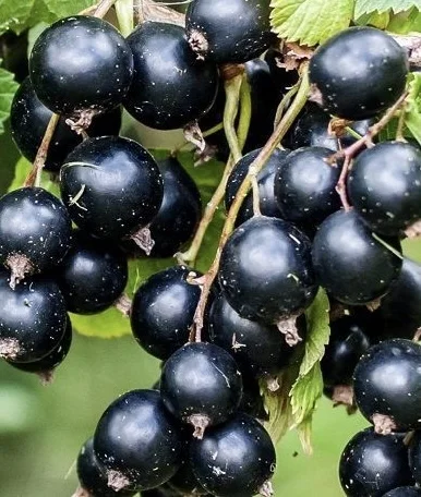 Продается замороженная смородина- фото № 1