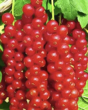 Куплю замороженную красную смородину- фото № 1