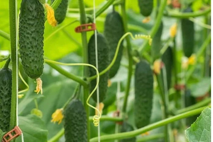 Куплю тепличные огурцы оптом- фото № 1