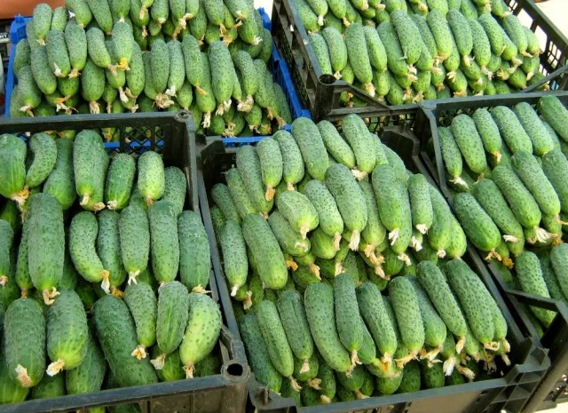 Купим огурец- фото № 2