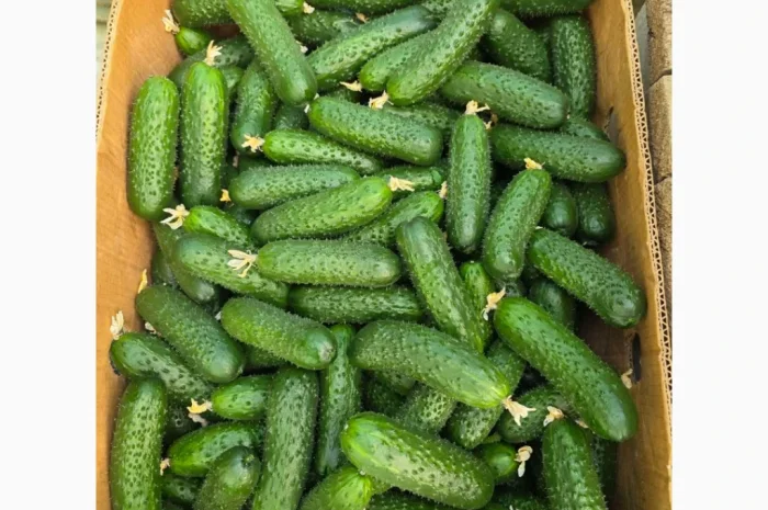 Огірок Закарпаття- фото № 1