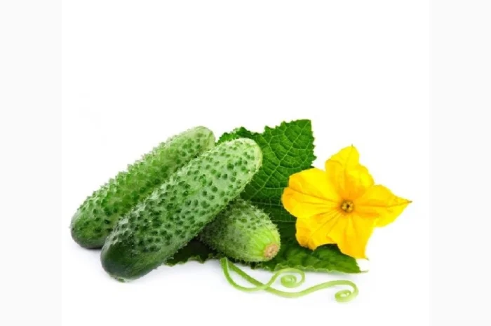 Куплю огурец от 5 тонн- фото № 1