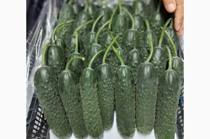 Овощи из Турции оптом- фото № 2