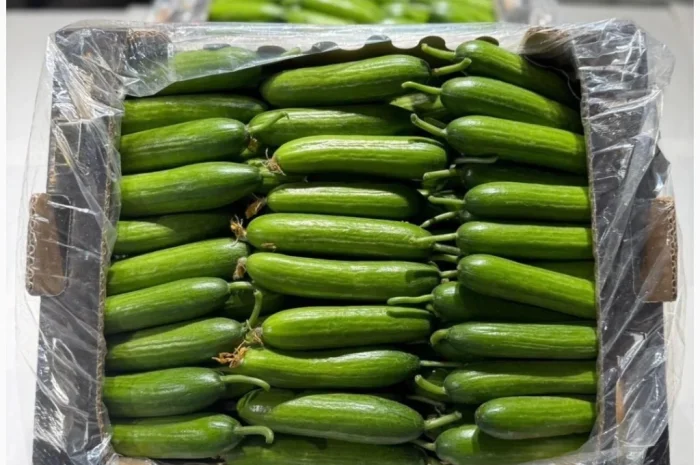 Овощи из Турции оптом- фото № 4