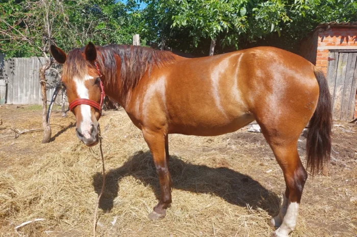 Кобила української верхової породи на продаж- фото № 1