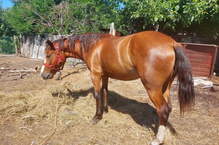 Кобила української верхової породи на продаж- фото № 10