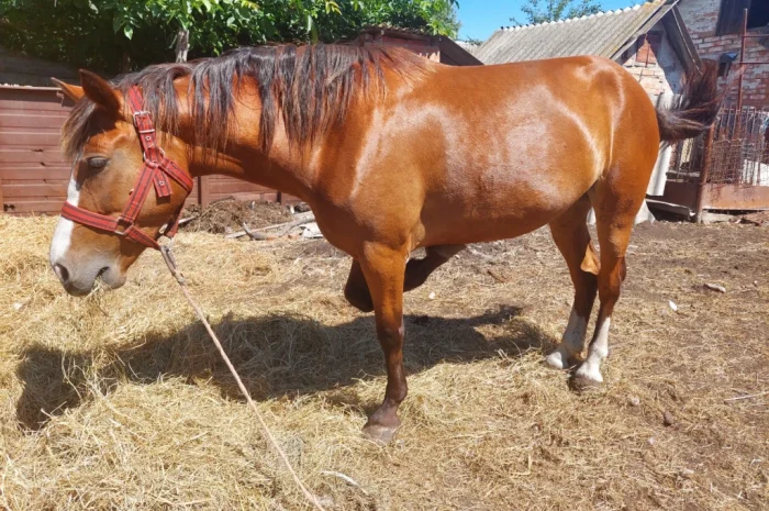 Кобила української верхової породи на продаж- фото № 2