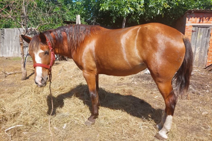 Кобила української верхової породи на продаж- фото № 3