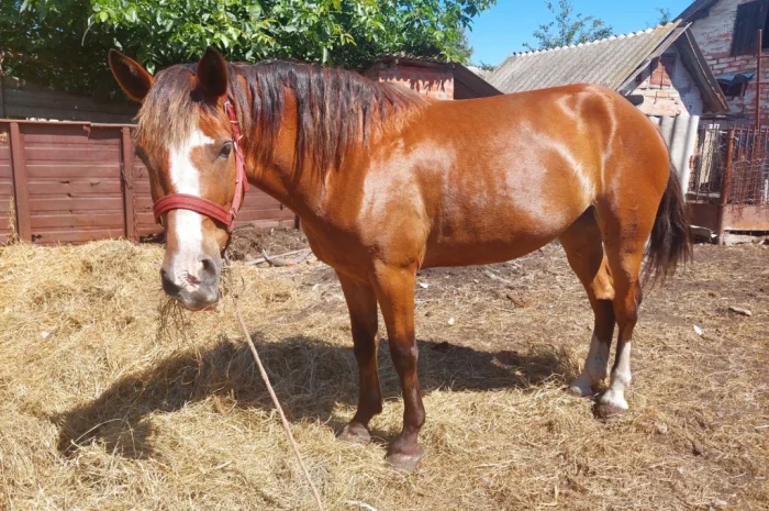 Кобила української верхової породи на продаж- фото № 5