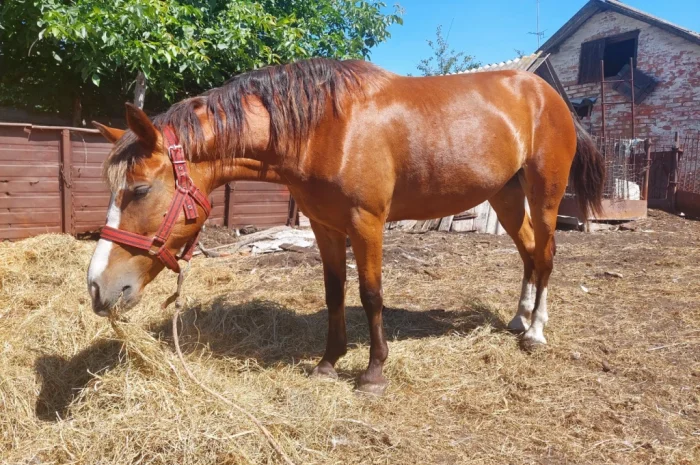 Кобила української верхової породи на продаж- фото № 6