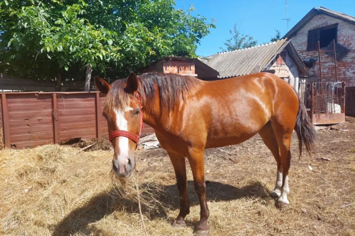 Кобила української верхової породи на продаж- фото № 7