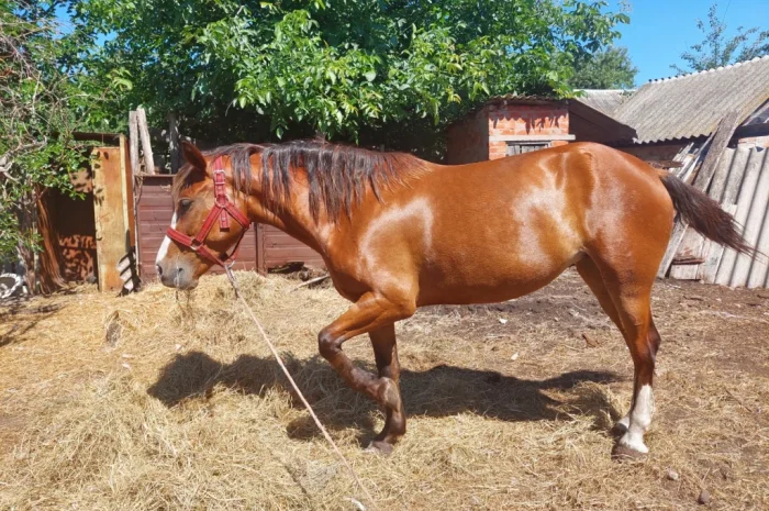 Кобила української верхової породи на продаж- фото № 8