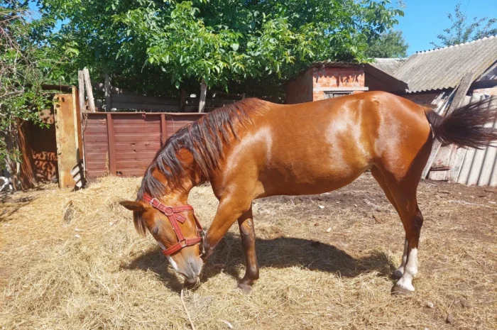 Кобила української верхової породи на продаж- фото № 9