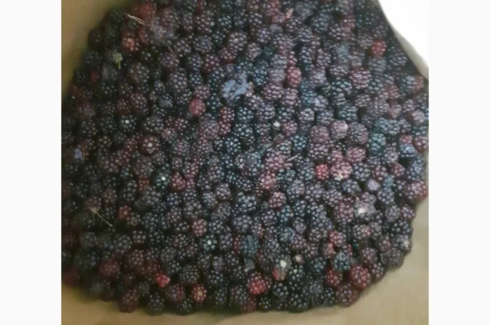 Пропонується заморожена дикоросла ожина- фото № 1