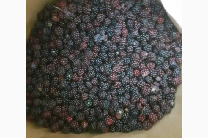 Пропонується дикоросла ожина- фото № 1