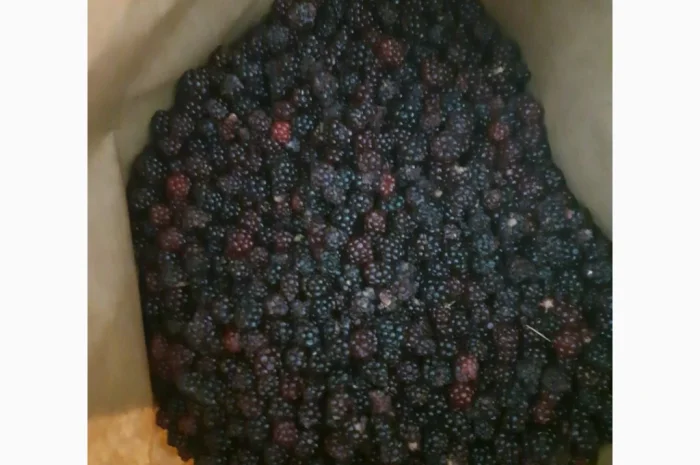 Пропонується дикоросла ожина- фото № 2