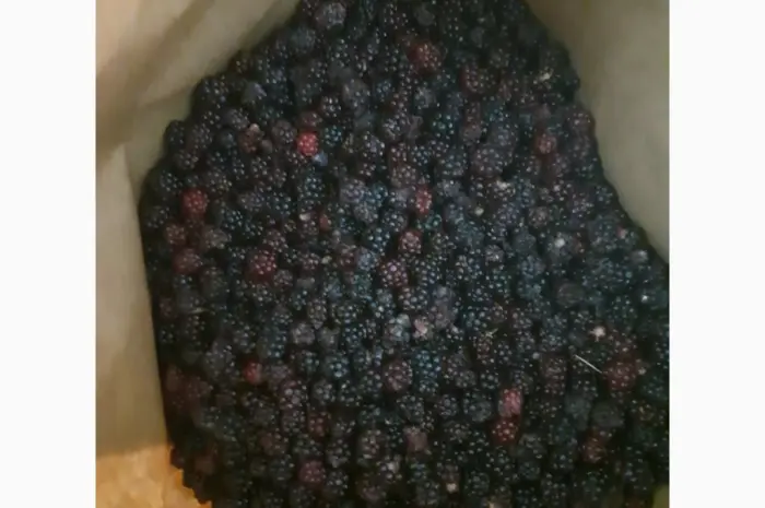 Продам ожину дикорослу- фото № 2