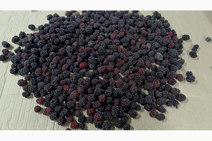 Пропонується свіжоморожена культивована ожина- фото № 1