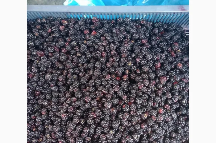 Пропонується заморожена ожина оптом- фото № 1