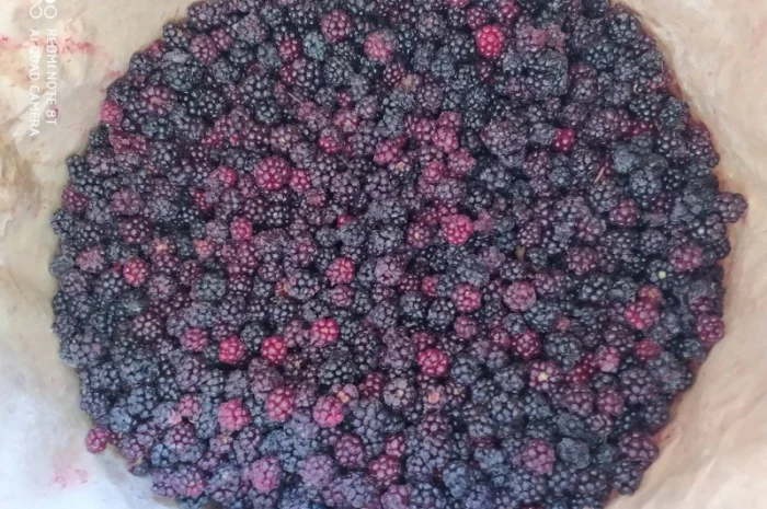 Пропонується заморожена ожина оптом- фото № 2