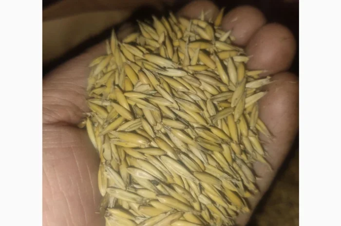 Продаж овса 50 тонн- фото № 1