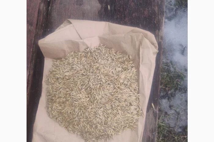 Продаж овса 50 тонн- фото № 2