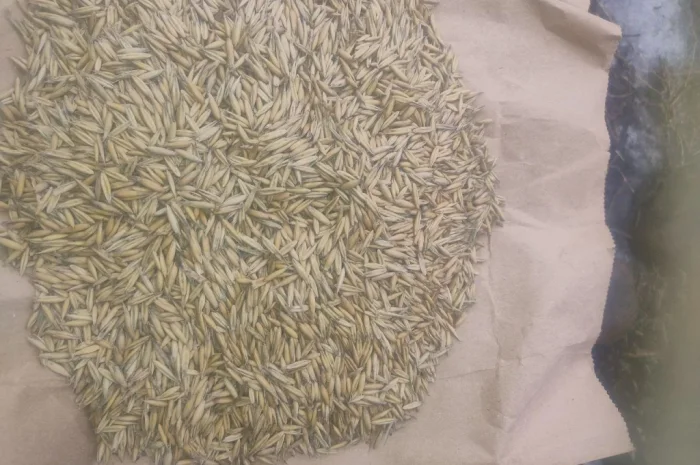 Продаж овса 50 тонн- фото № 3