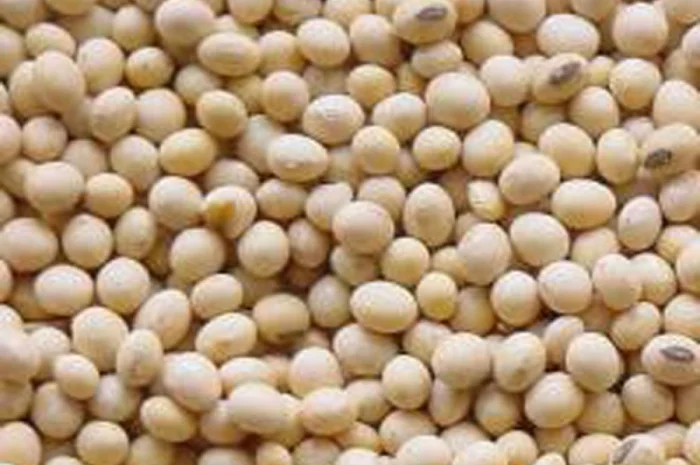 Продається посівна соя БЕЗ ГМО- фото № 1