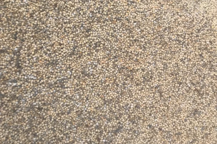 Продажа весенней сои- фото № 1