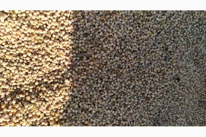 Продается соя ГМО перезимующая- фото № 1