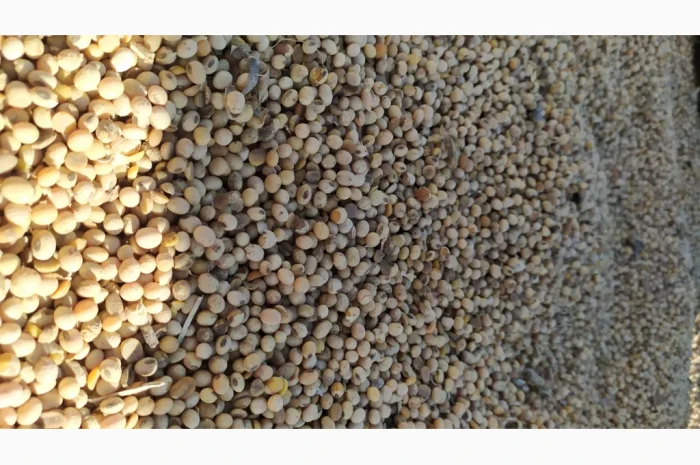 Продается соя ГМО перезимующая- фото № 2