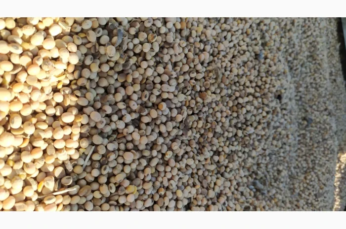 Продается соя ГМО перезимующая- фото № 3