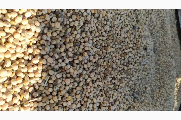 Продается соя ГМО перезимующая- фото № 4