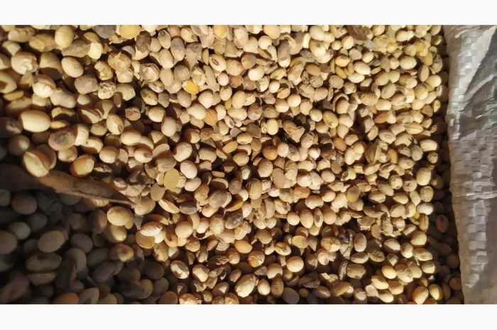 Продается соя ГМО перезимующая- фото № 5