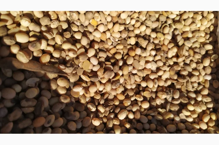 Продается соя ГМО перезимующая- фото № 6