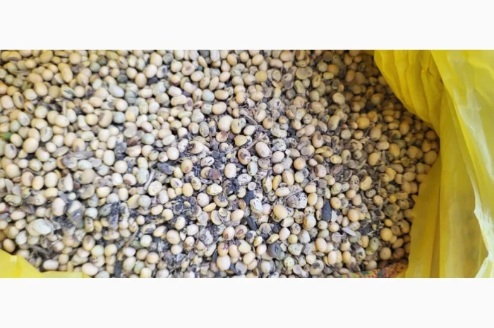 Пропонується 10 тонн сої- фото № 1