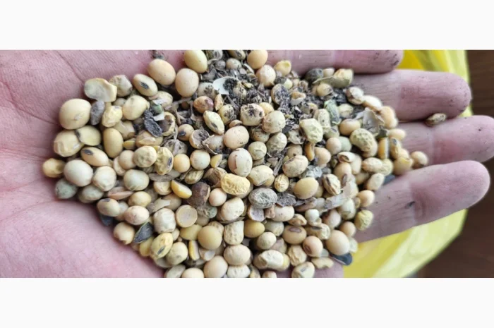 Продается 22 тонны сои- фото № 1