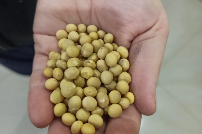 Продаж сої НЭ ГМО в м. Львів- фото № 1