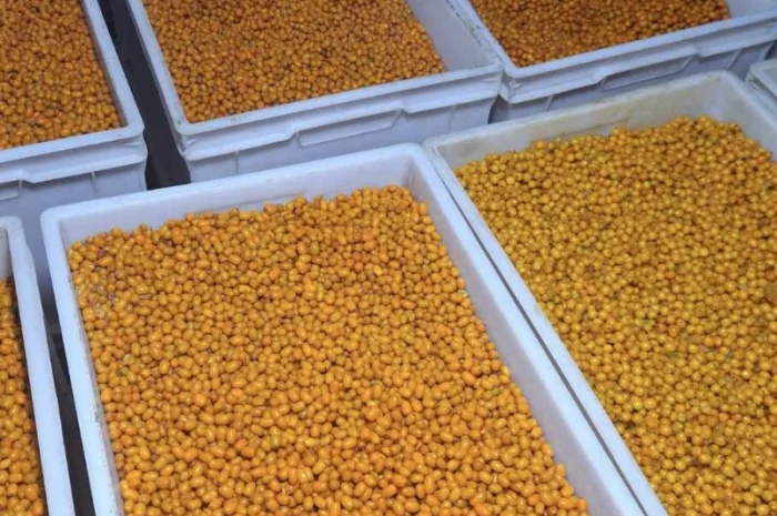 Продается свежемороженая облепиха- фото № 1