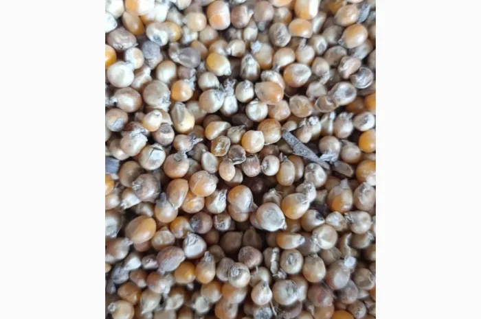 Продаж кукурудзи на корм- фото № 1