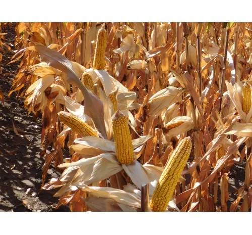 Насіння кукурудзи ДБ Хотин (ФАО 280) от производителя- фото № 1